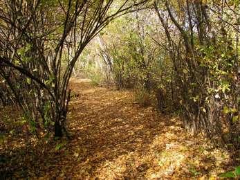 Native trees provide a shady respite along a leaf-strewn trail.