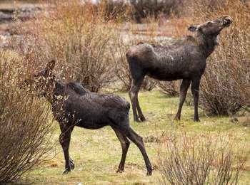 A cow and calf moos browse on tall willows