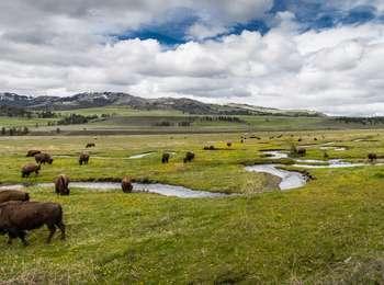Bison graze in a meadow with a winding creek and mountains in the background