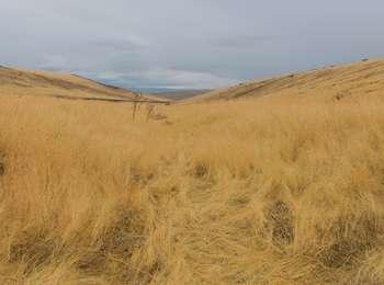 Looking down a narrow rut of the Oregon trail that is surrounded by tall dry, brown grass