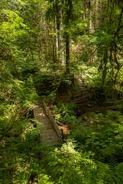 A trail through the forest and a bridge over a creek, seen from a high angle.