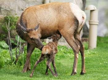 A wet elk calf stands to nurse from its mother