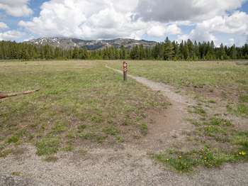 A bare ground trail heads across a meadow toward a forest and mountains.