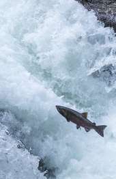 A fish leaping up cascading water.