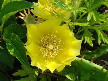 The bright yellow blossom of a prickly pear cactus reflects the early morning sun.