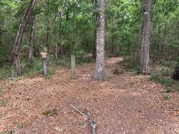Small, tree-lined path.