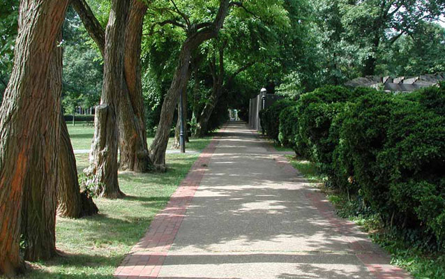 A tree-lined sidewalk