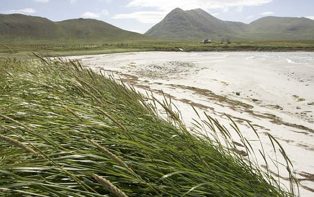 tall grasses blown by the wind on a beach in front of mountains