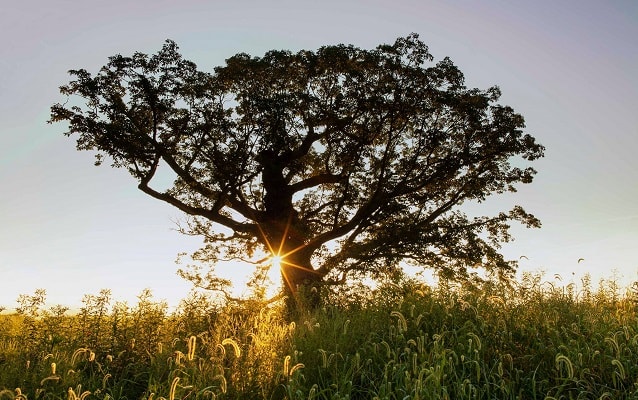 Fisher's Hill Witness Tree