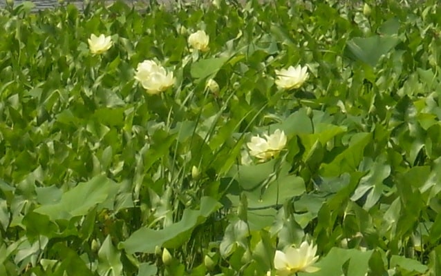 lilies in bloom at lily lake