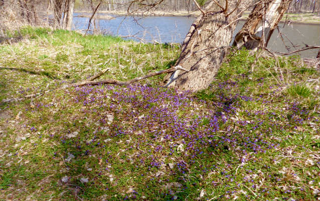 Purple flowers blooming with the Missouri River in the background Purple flowers blooming with the Missouri River in the background