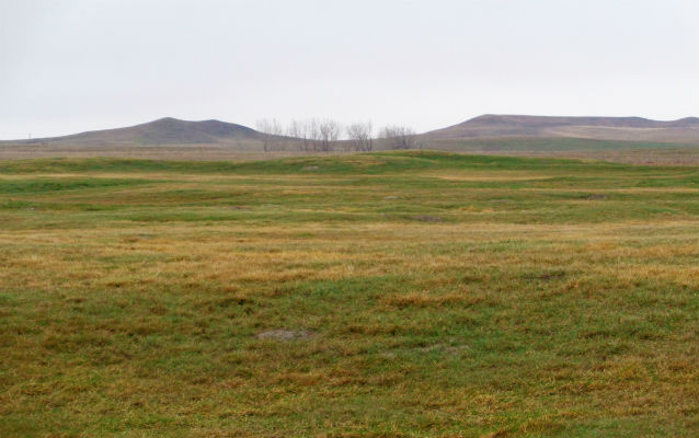 Grassy field Grassy field