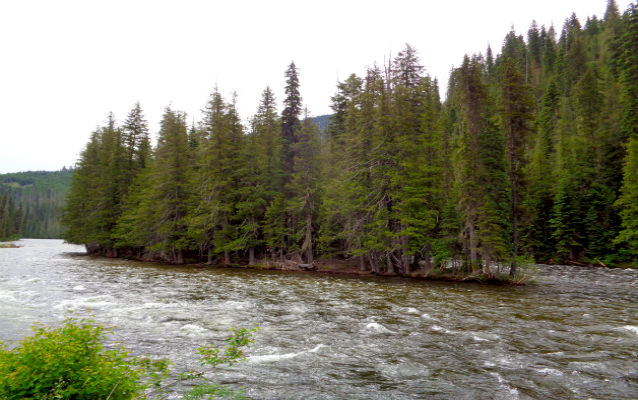 Flowing river near evergreen trees Flowing river near evergreen trees