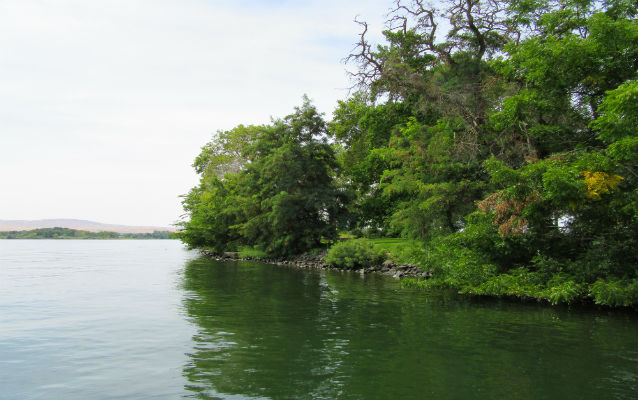 Evergreen trees on river bend