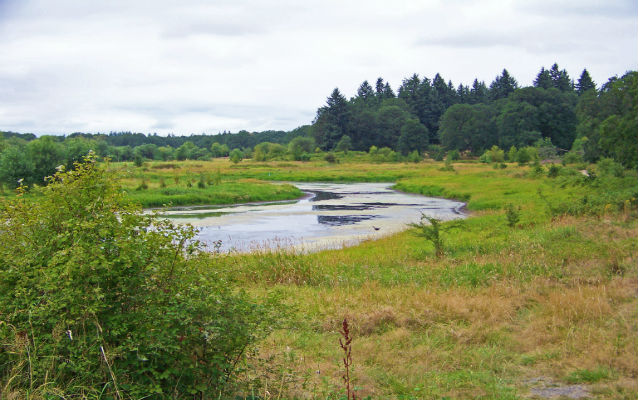 Marsh with green trees Marsh with green trees