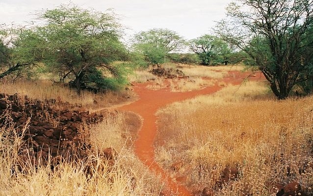 Series of interconnected dirt paths surrounded by trees and shrubs.