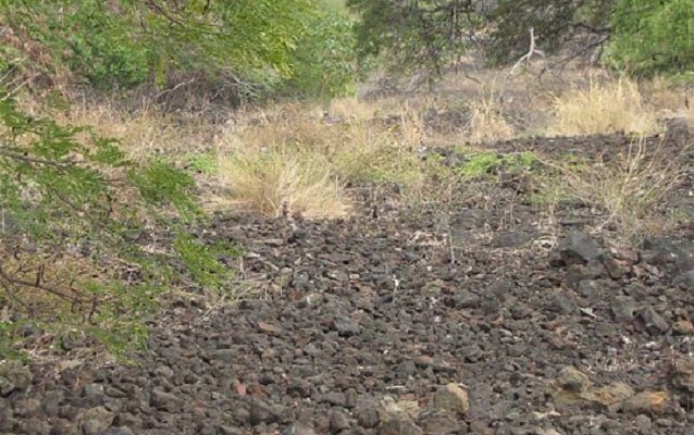 dense conglomeration of small stones with encroaching vegetation.