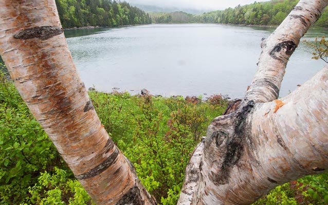 A patchy white birch tree. Smooth waters and lush green leaves seen through the branches. 