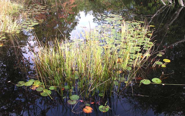 Green, orange, and yellow lily pads with sedge grasses in dark, still water. 