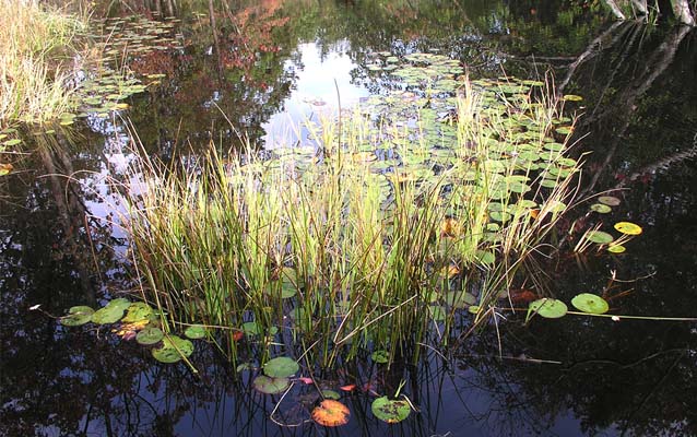 Green, orange, and yellow lily pads with sedge grasses in dark, still water.