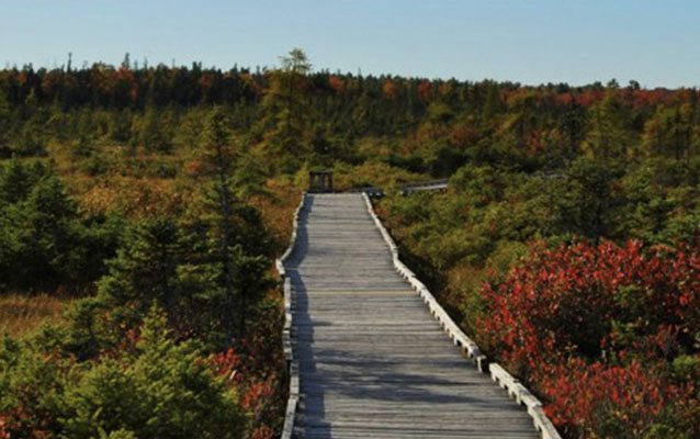 a board walk among low shrubby plants
