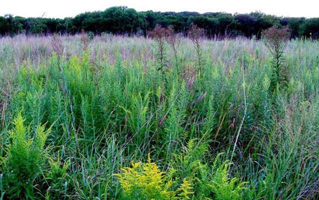 wildflowers wildflowers