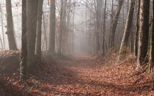 A sunken path in the woods, bordered by tall trees. A sunken path in the woods, bordered by tall trees.