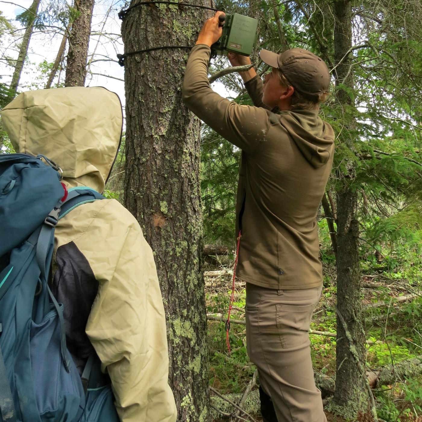 Two field technicians set up a recorder on a tree in the forests.