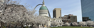 white blossomed trees in front of the Old Courthouse and the Arch 