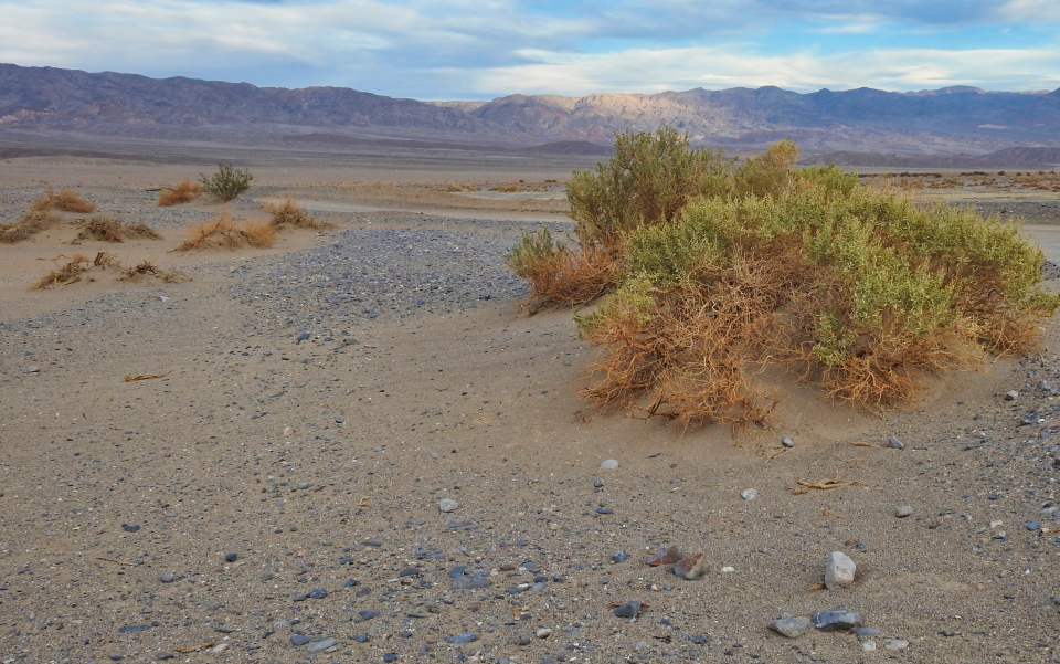 Mule and lean-to structure in desert