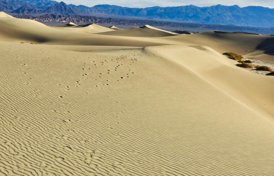 Man and mule walking across sand dunes.