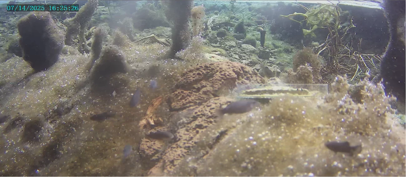 Small blurry blue fish are in the foreground. They swim over an algae mat with air bubbles. Several dark green pillars of algae are seen in the background.