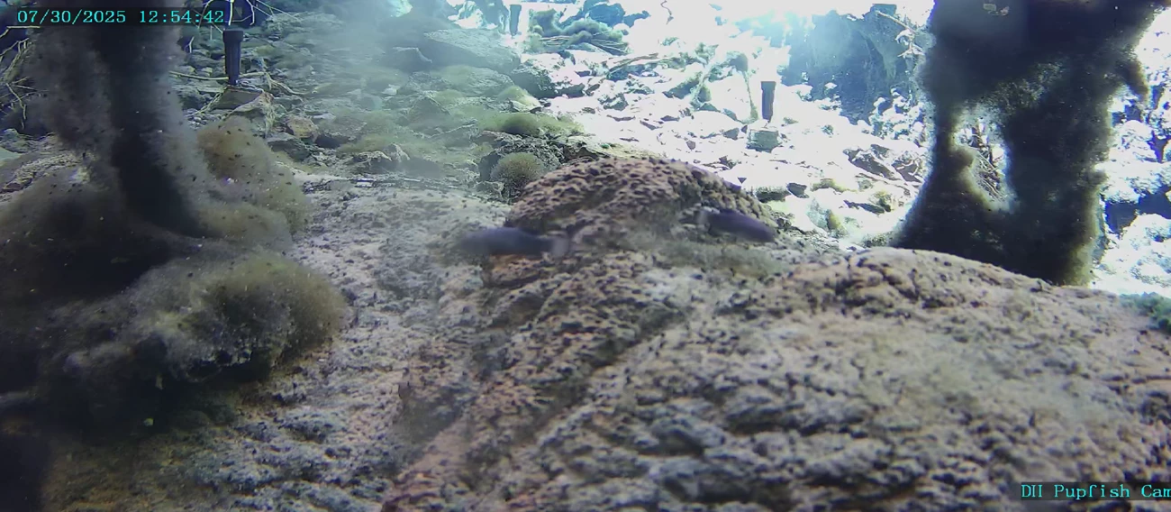 Small blurry blue fish are in the foreground. They swim over an algae mat with air bubbles. Several dark green pillars of algae are seen in the background.
