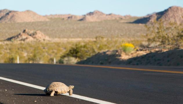 Tortoise crossing the road