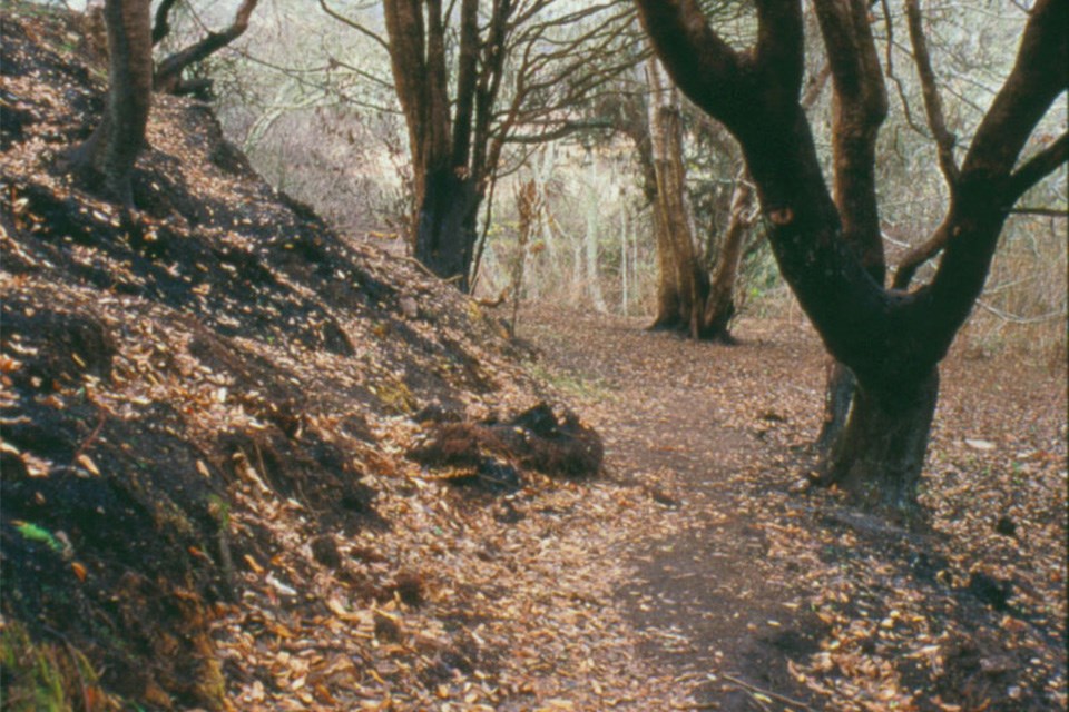 A trail through a forest shortly after a wildfire has burned almost all of the vegetation, leaving mostly only charred trees standing.