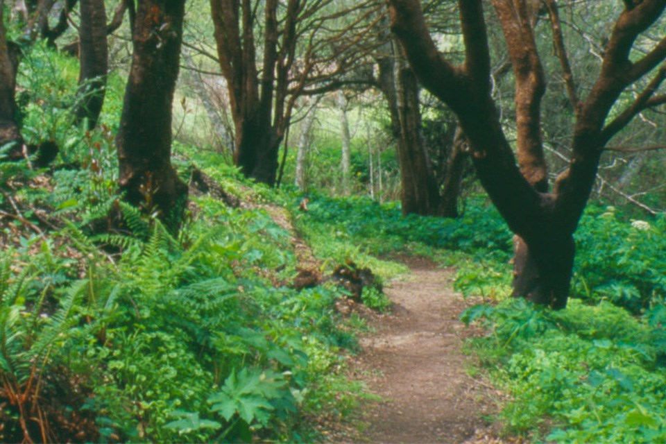 A trail through a forest shortly after a wildfire has burned almost all of the vegetation, leaving mostly only charred trees standing.