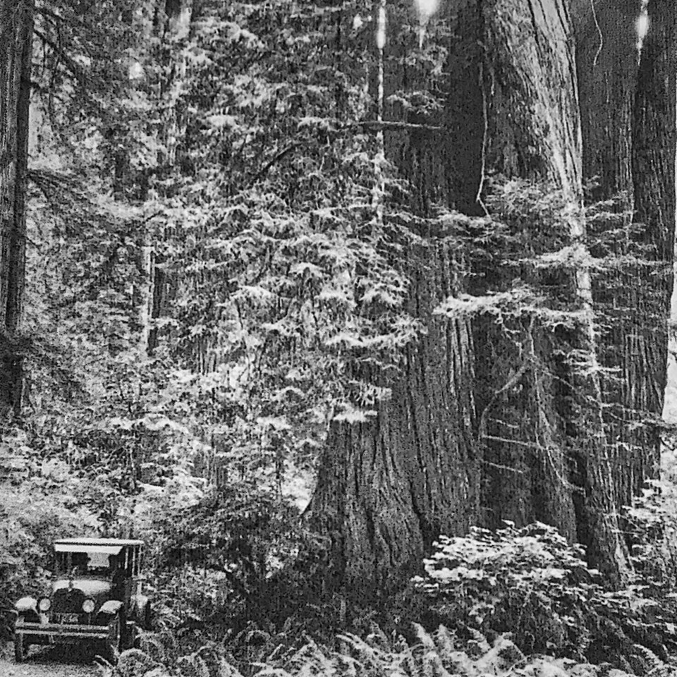 Old car next to large, twisting redwood tree