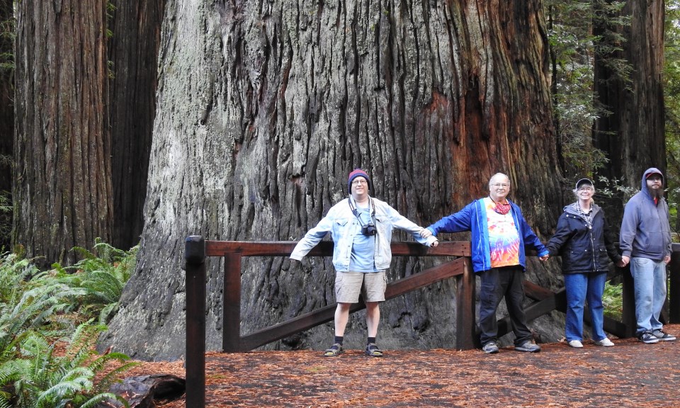 A group of men and a woman hold hands around base of giant redwood tree