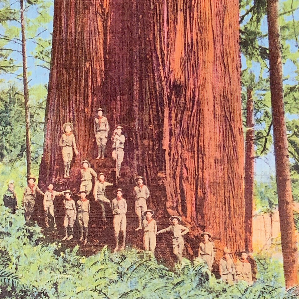 A group of boy scouts on large redwood tree's base