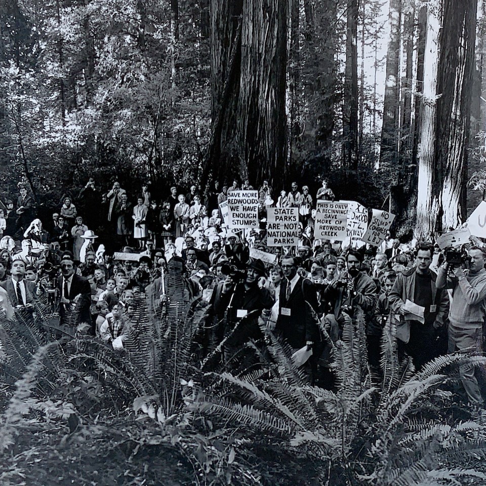 Group of people holding signs with ferns and redwoods