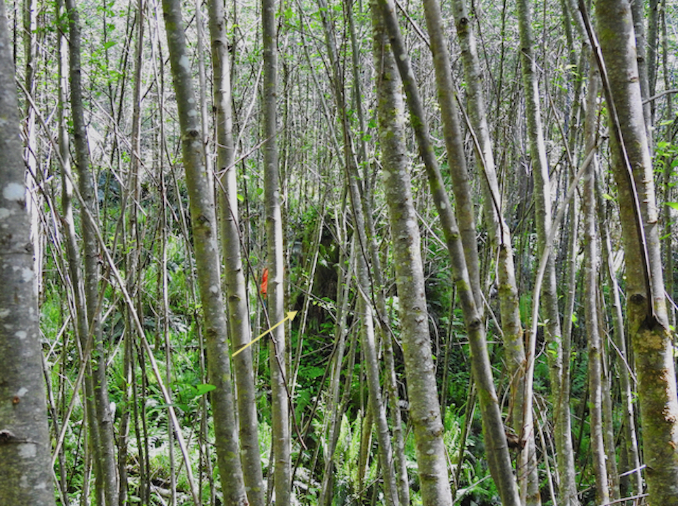 Tractor picking up large log on slope with redwoods