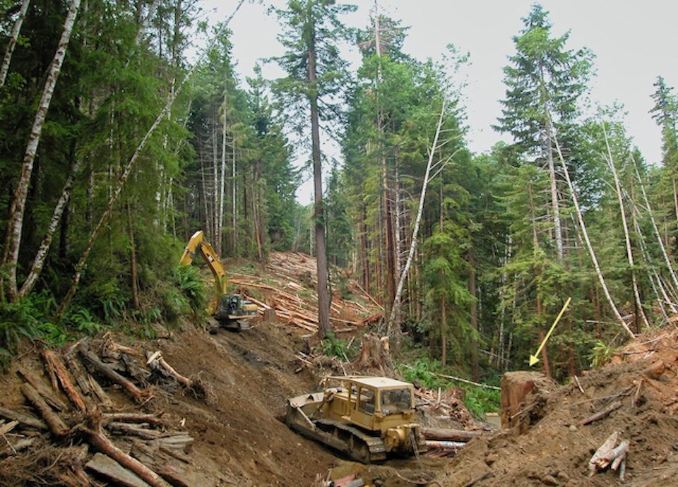 Tractors in streambed clearing with redwood forest