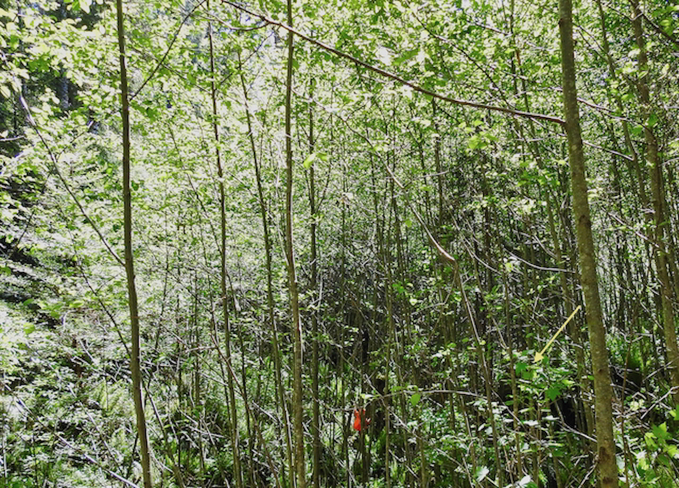 Tractors in streambed clearing with redwood forest