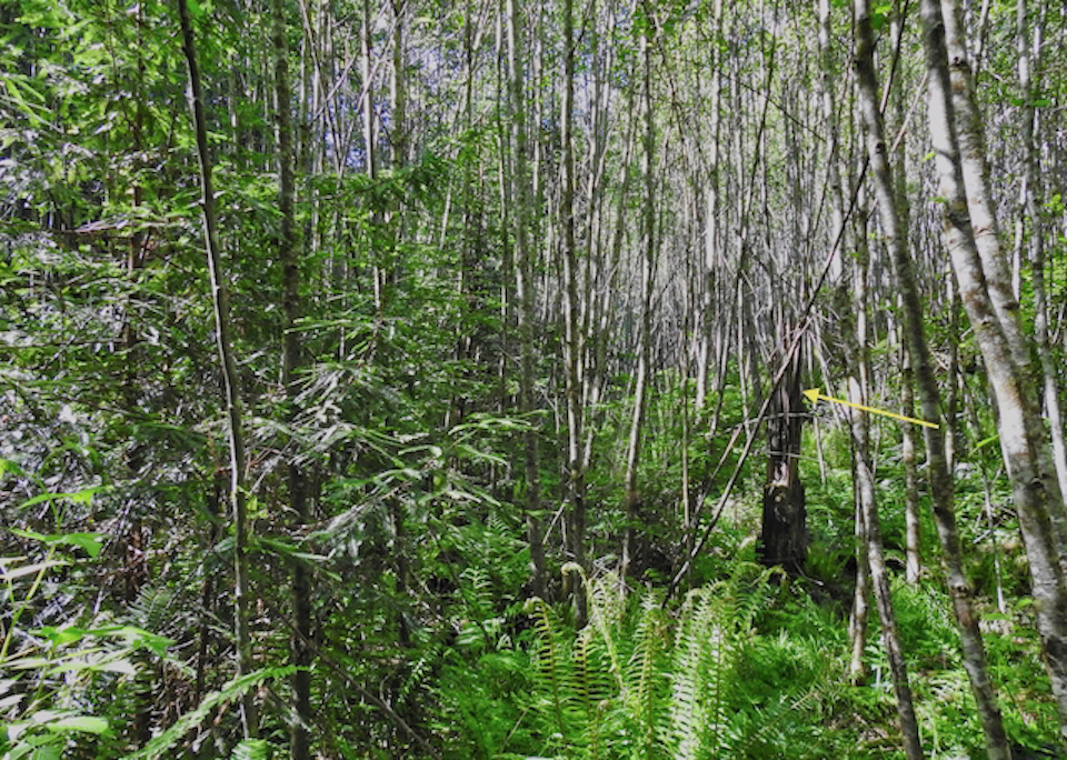 Tractors working in streambed clearing with stumps and redwood trees