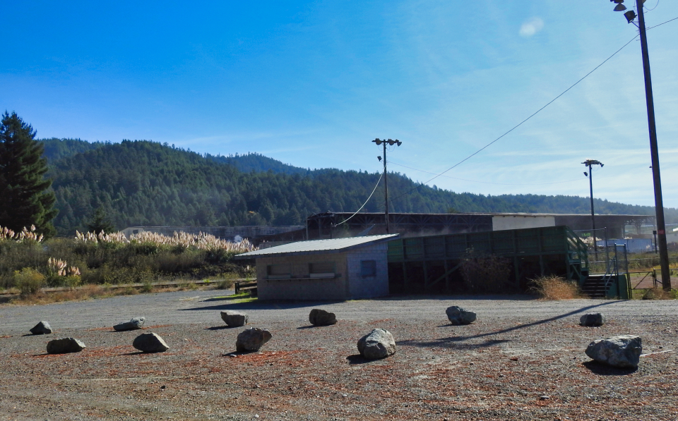 People at a picnic among tall redwood trees.