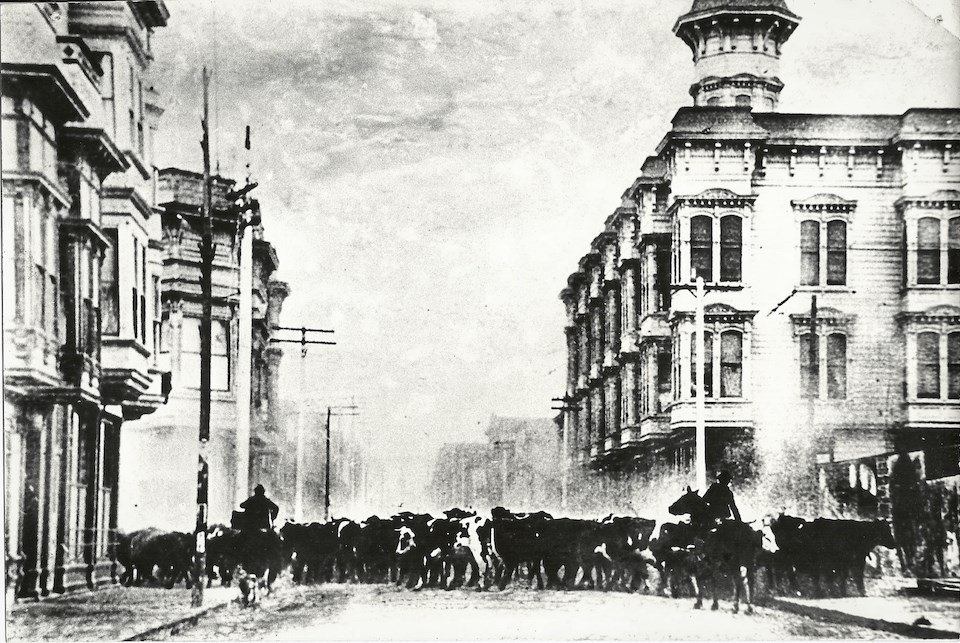 Cattle with buildings on both sides of them