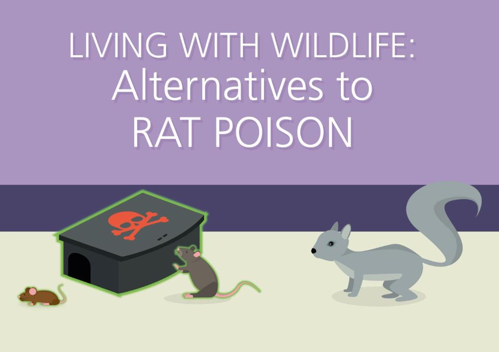 You Don't Need to Use Poison: Non-Toxic Alternatives to Rodenticide