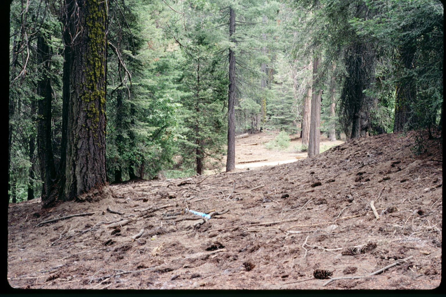 Sugar Pine Road prior to restoration