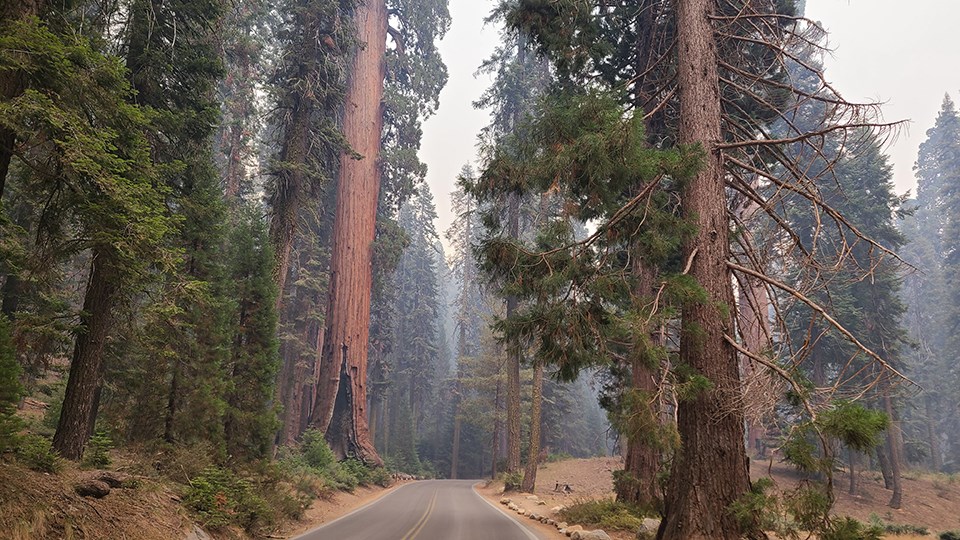 Smoke envelopes the giant sequoia grove during the 2021 KNP Fire Complex