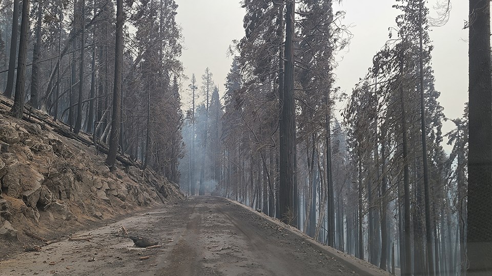 Smoke envelopes the giant sequoia grove during the 2021 KNP Fire Complex